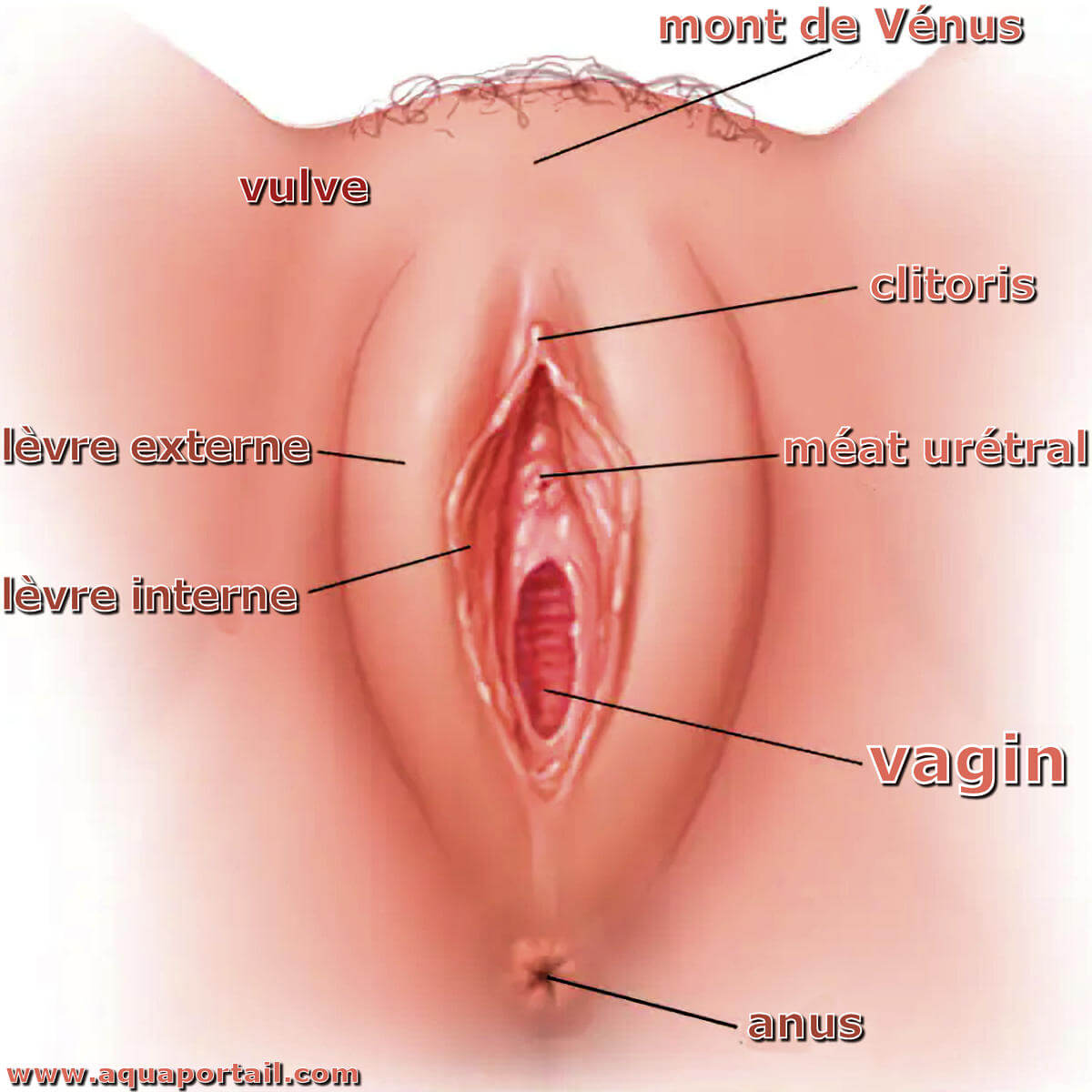Anatomie du vagin 