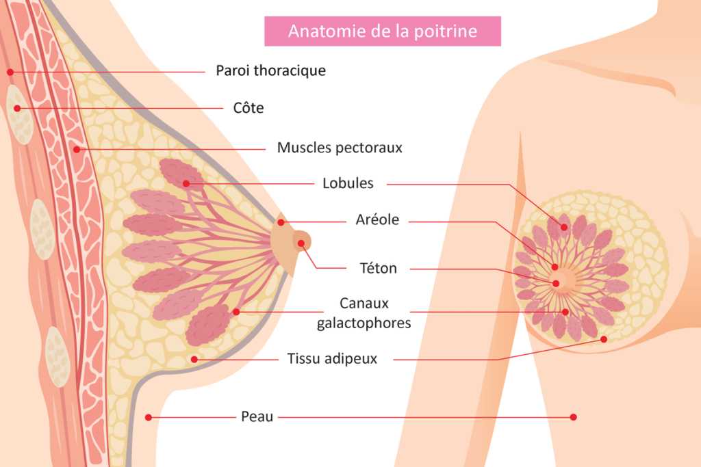 Anatomie des seins de la femme 