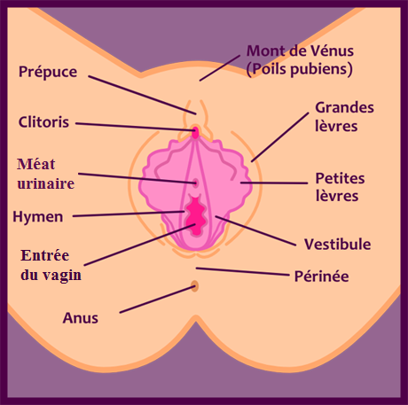 Anatomie du vagin