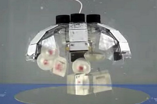 Jellyfish-Bot