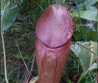 Nepenthes Holdenii