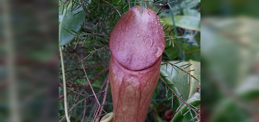 Nepenthes Holdenii