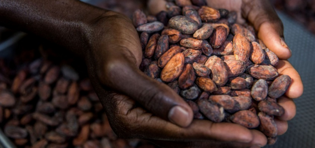 Cacao Haïti