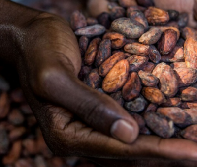 Cacao Haïti