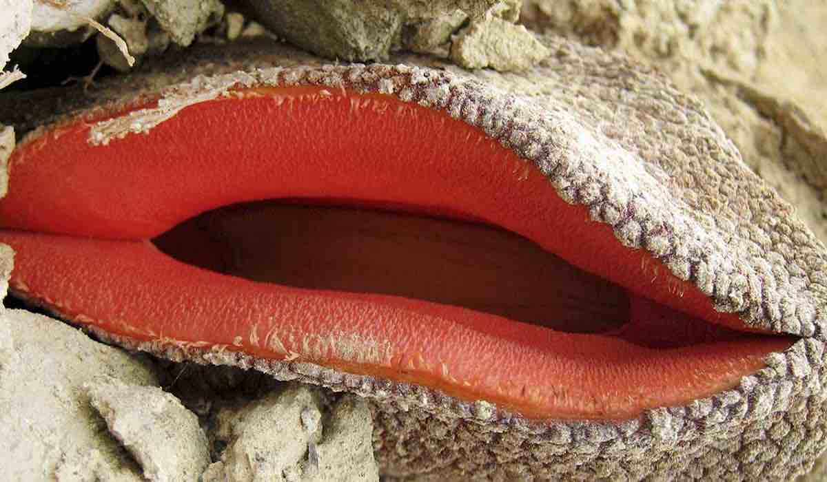 Hydnora-Africana-