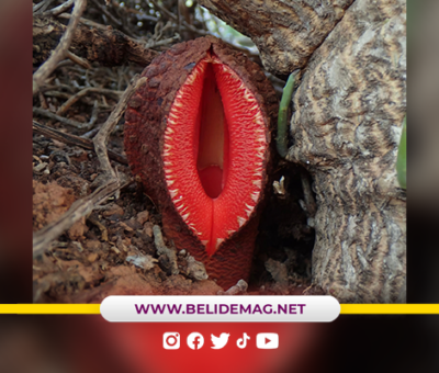 Hydnora africana