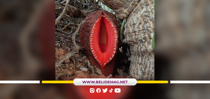 Hydnora africana