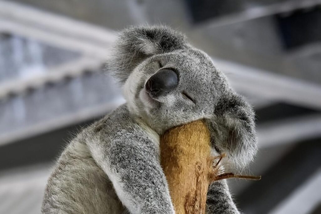 Quand les femelles disent non… les koalas zappent et dorment