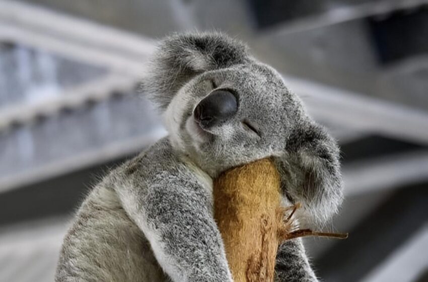 Quand les femelles disent non… les koalas zappent et dorment